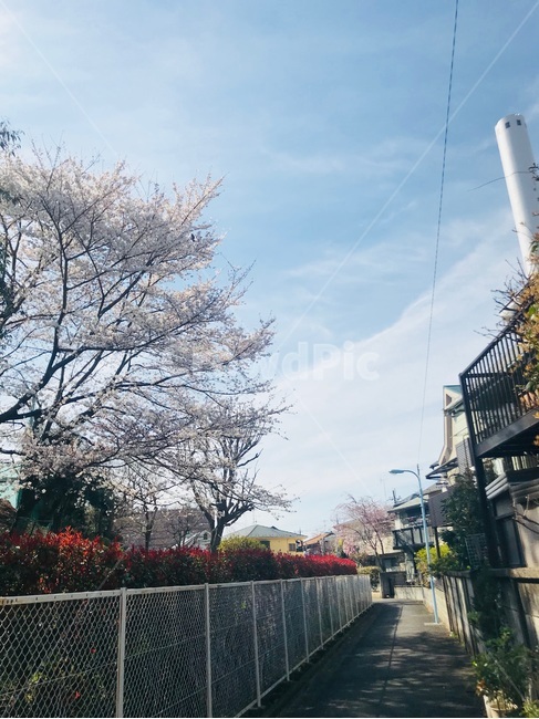 cherryblossom,벚꽃,봄,spring,railing,난간,도심,town
