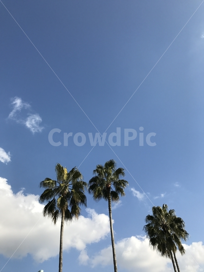 하늘,풍경,야자수,landscape,sky,자연,풍경,nature,landscape,summer,여름