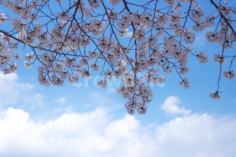 벚꽃,나무,꽃,식물,감성,하늘,맑음,분홍,나들이,봄,바람,자연,spring,landscape,scenery,scene,view,sight,pink,sensible,flower,힐링,healing,nature,wind,sky,tree,clear,blue,picnic,봄,계절,spring,season