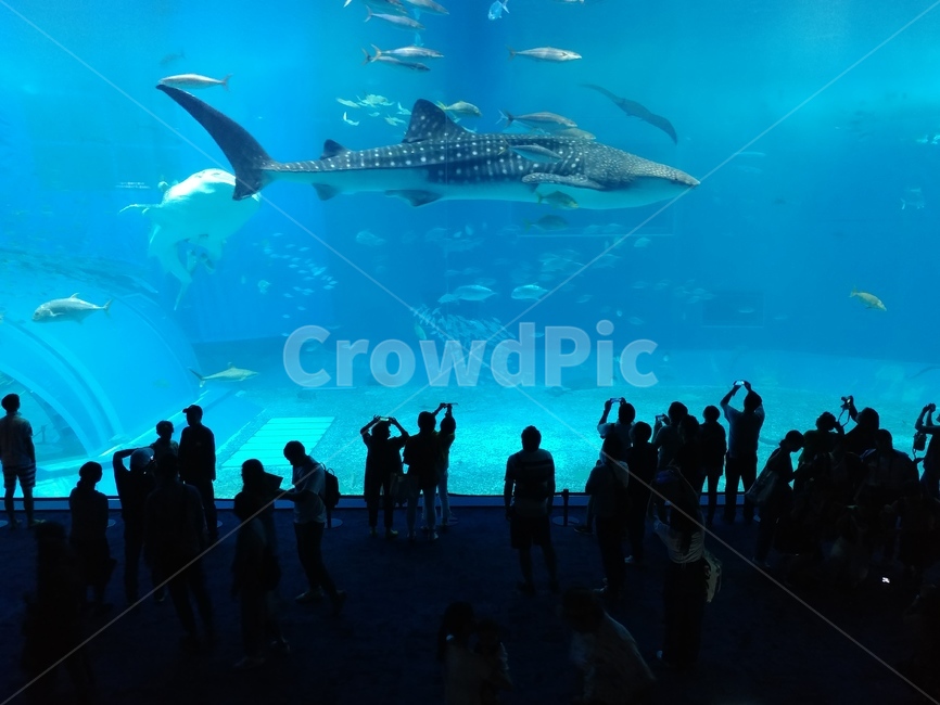 츄라우미,수족관,고래상어,상어,aquatic,whaleshark,동물,animal