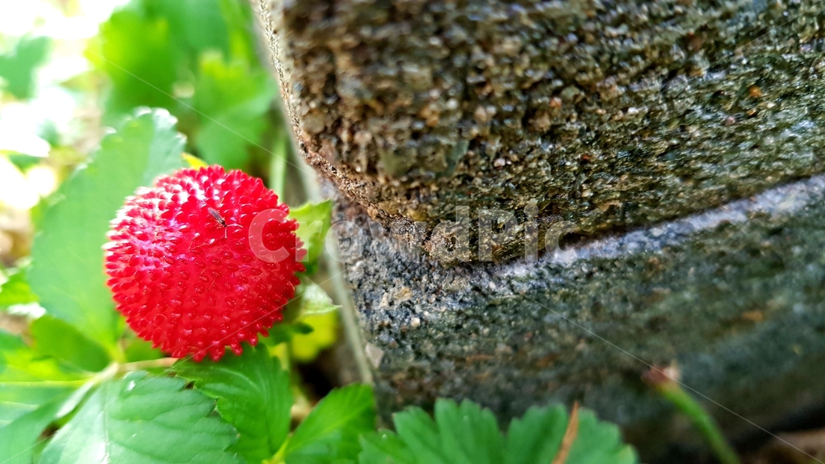 plant,식물,fruit,과일,빨강,녹색,과수원,봄과일,뱀딸기,딸기,strawberry