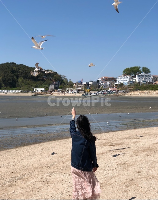 바다,갈매기,서해,해변,뒷모습,하늘,선재도,인천