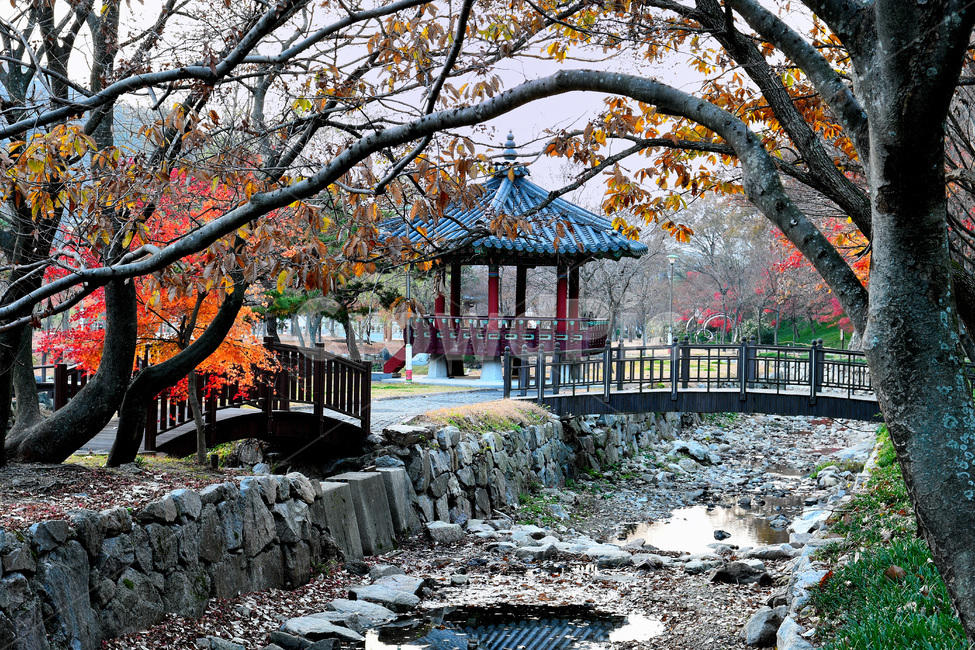가을,영광불갑사,개울,식물,나무,가을,계절,fall,autumn,season