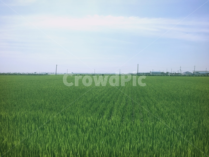 김제,시골풍경,논밭,푸른하늘,맑은날씨,자연,풍경,nature,landscape,outdoors,옥외,grassland,목초지,field,들,paddy field,패디 필드
