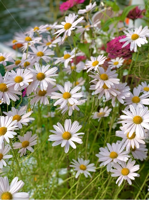 꽃,blossom,flower,데이지,daisies,daisy,식물,plant