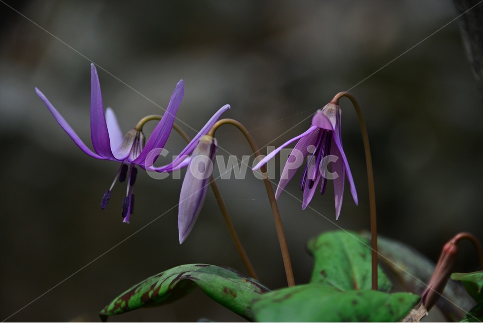 plant,식물,blossom,flower,꽃,얼레지,얼레지꽃,보라색,보라색꽃,봄꽃,봄,계절,식물,자연,plants,nature,꽃,flower