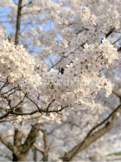벚꽃,봄,벚꽃놀이,사쿠라,체리블라썸,spring,cherryblossom,꽃,봄꽃,꽃잎,벚꽃나무,flower,봄맞이,벚꽃엔딩,봄,계절,spring,season,식물,자연,plants,nature,꽃,flower,plant,blossom,cherry blossom