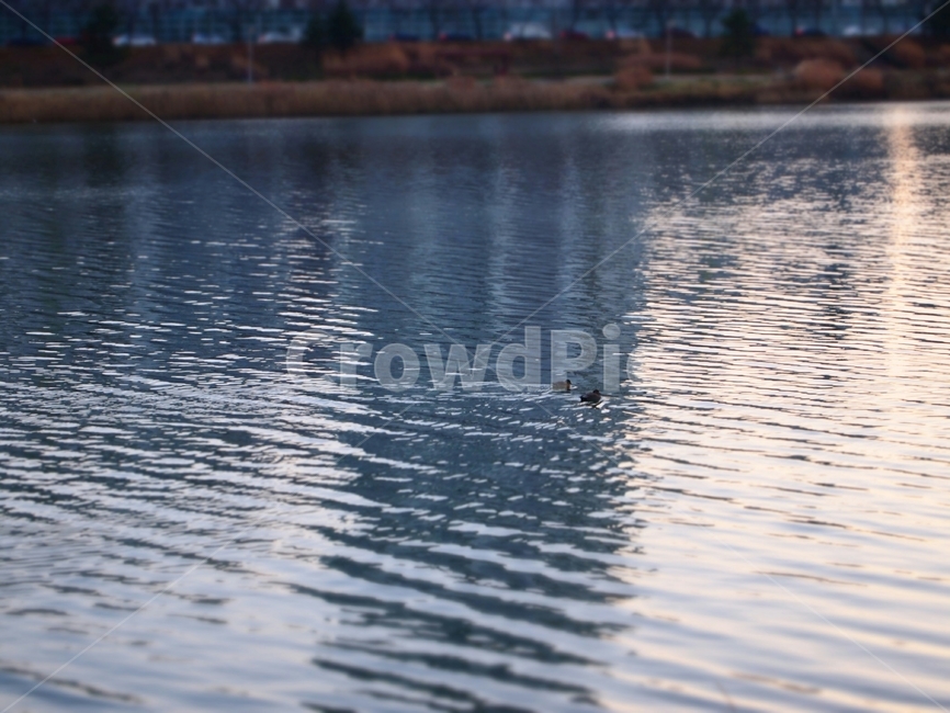 강,river,오리,duck,강물,동물,animal,조류,새,birds