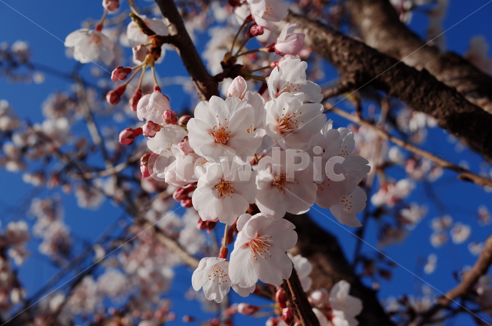 꽃,봄,벚꽃,벚꽃나무,blossom,cheeyblossom,flower,spring,하늘,blue