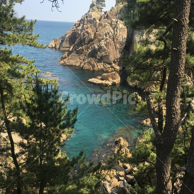 바다,숲,나무,tree,자연,자연,풍경,nature,landscape