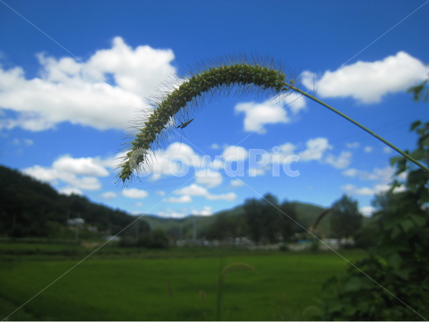 시골,논,하늘,구름,나무,산,파란하늘,흰구름,파랑,녹색,rural,sky,cloud,mountain,blue,white,green,tree풍경,scenery,Landscape,자연,풍경,nature,landscape,식물,plants,outdoors,옥외,grass,잔디,plant,weather,날씨