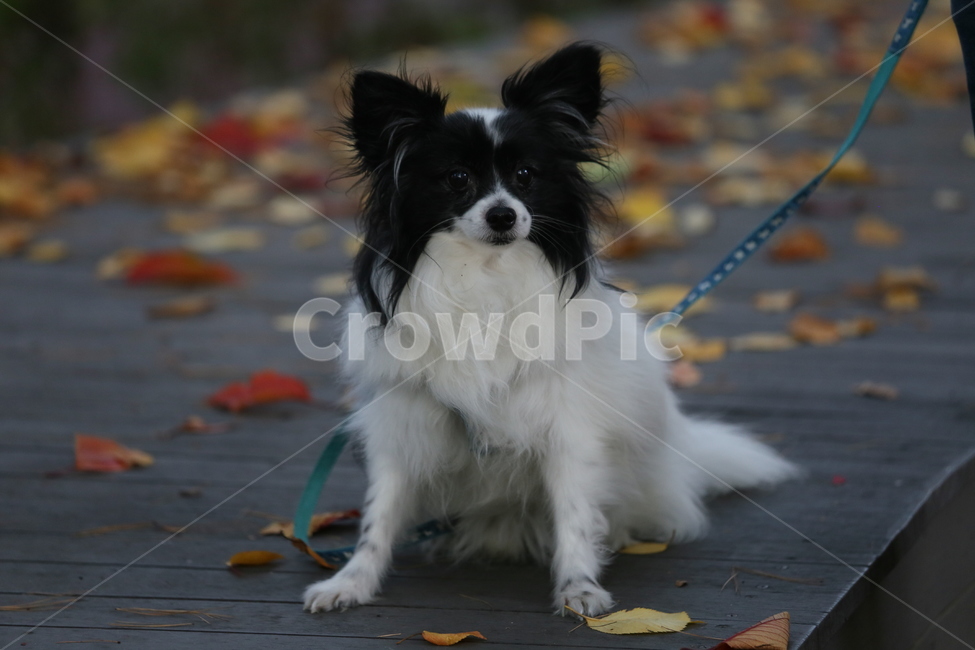animal,동물,dog,개,빠삐용,동물,animal,포유류,mammal,개,강아지,dog,doggy