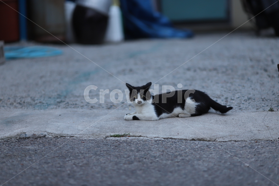 고양이,야옹이,동물,cat,animal,동물,animal,포유류,mammal,고양이,cat,kitten,kitty