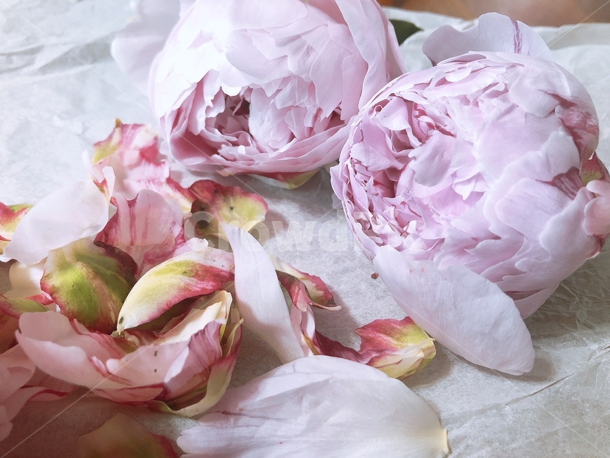 작약,피오니,peony,꽃,핑크작약