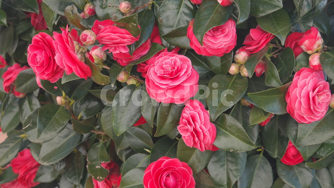 동백꽃,꽃,flower,plant,식물,감성,자연,하늘,빨간꽃,동백,camelliaflower
