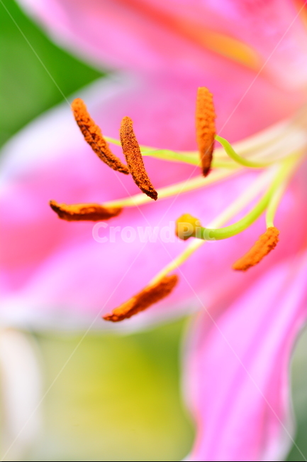 감성,꽃,백합,아름다운,핑크색,향기,뷰티풀,flowers,beautiful,macro,closeup,마크로,접사,클로즈업,수술,암술,꽃잎,우아한,꽃밥,화단,화초,식물,초본,분홍색,pink,식물,자연,plants,nature,꽃,flower