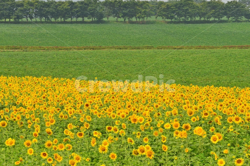 plant,식물,blossom,flower,꽃,sunflower,해바라기,고창,학원농장,해바라기밭
