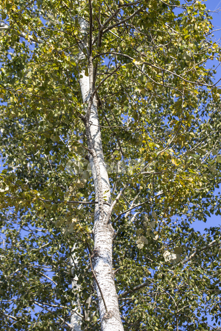 나무,자작나무,나뭇잎,식물,자연,식물,자연,plants,nature,나무,trees,wood