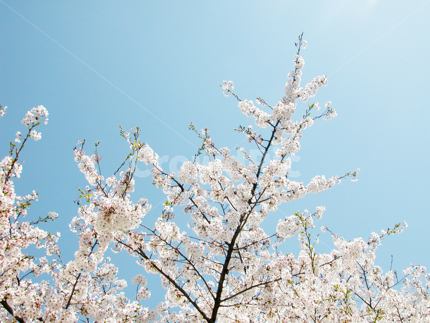 벚꽃,봄,꽃,봄꽃,꽃송이,봄,계절,spring,season,식물,자연,plants,nature,꽃,flower,plant,blossom