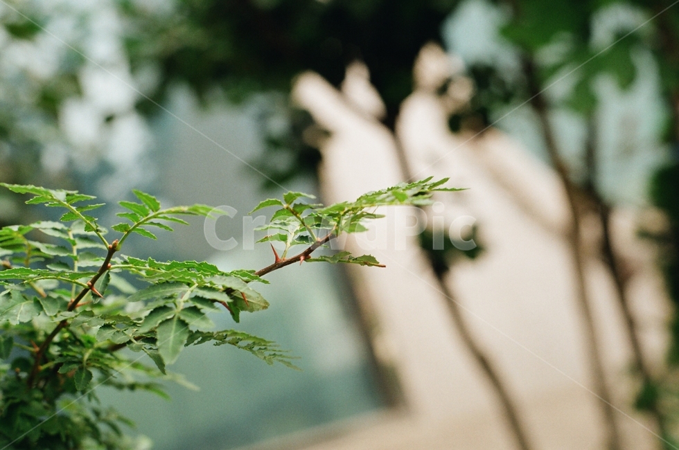 풀,풀잎,식물,plant,grass