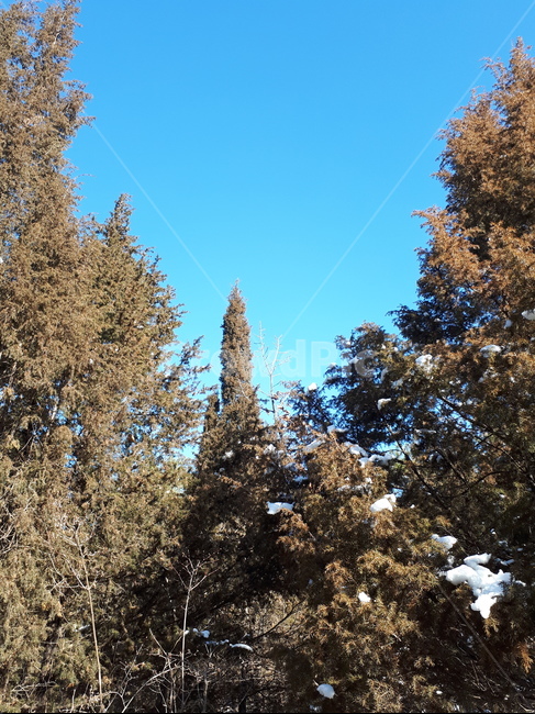 숲,겨울,눈,영천,측백나무,나무,겨울,계절,winter,season,자연,풍경,nature,landscape,식물,plants,나무,trees,wood,tree,plant,fir,전나무