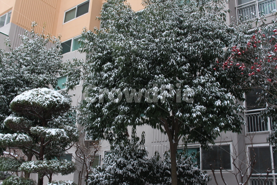겨울,눈,snow,풍경,landscape,snowing,winter,겨울아침