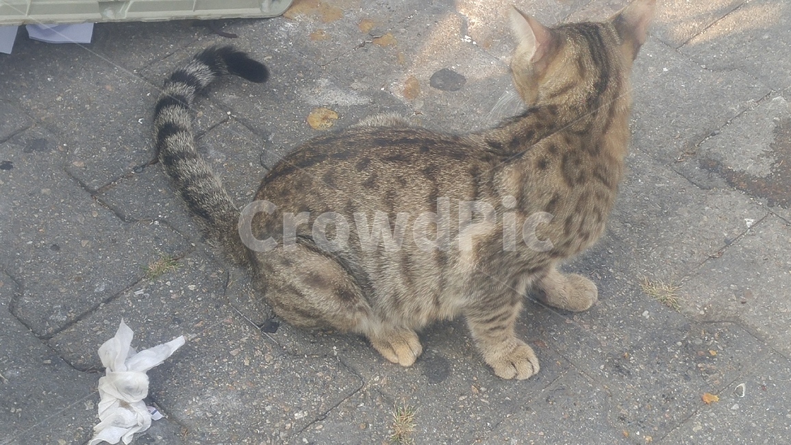 고양이,길고양이,동물,아기고양이,들고양이,동물,animal,포유류,mammal,고양이,cat,kitten,kitty