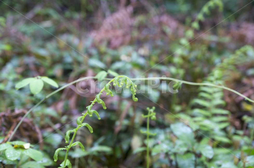 고사리,제주고사리,새순,나물,가녀린,식물,양치식물,식물,자연,plants,nature