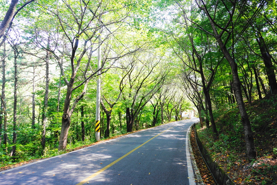 도로,산,등산길,나무,숲
