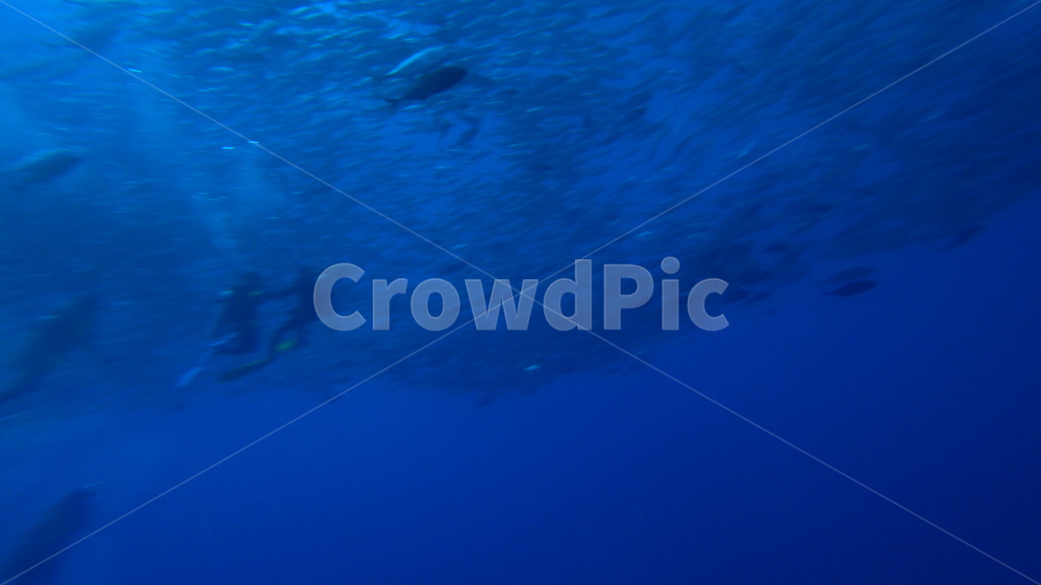 water,물,sea,바다,nature,자연,ocean,대양,해양생물,reef,암초,animal,동물,scubadiving,스쿠버다이빙,sport,스포츠,해양스포츠,sealife,물고기,fish