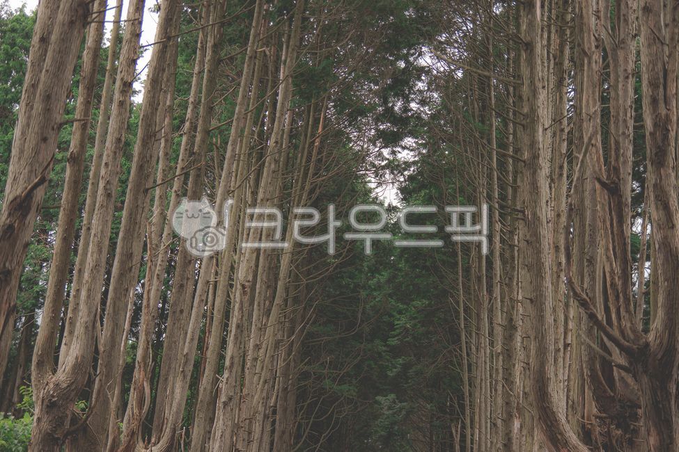 tree,나무,plant,식물,편백나무,숲,forest
