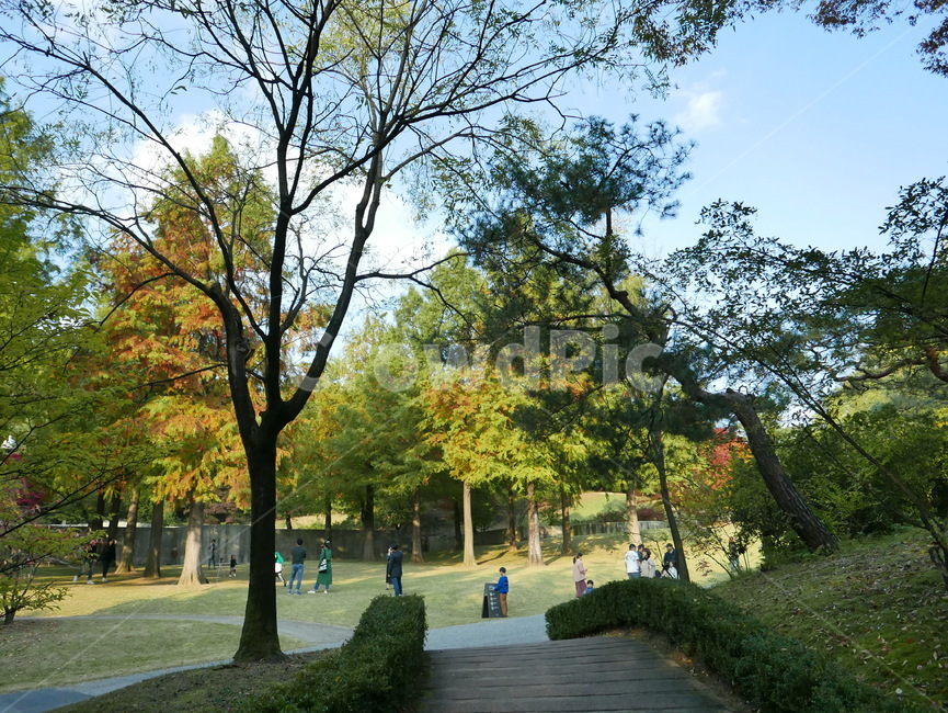 tree,나무,식물,plant,person,human,나무줄기,treetrunk,공원,가을