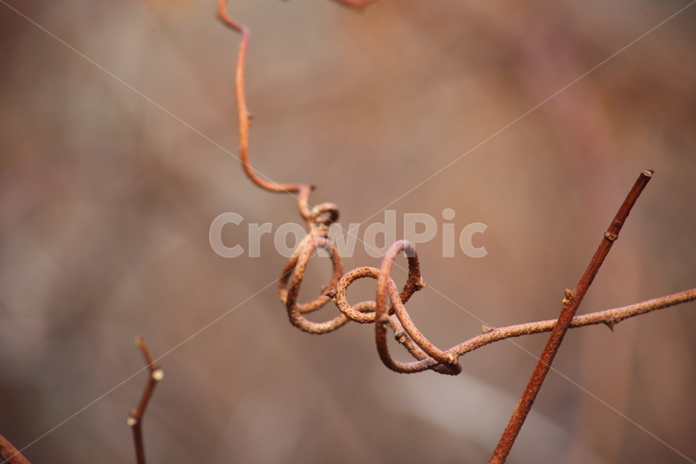 덩굴식물,가을,climbingplant,미역줄나무,tripterigium,식물,자연,plants,nature