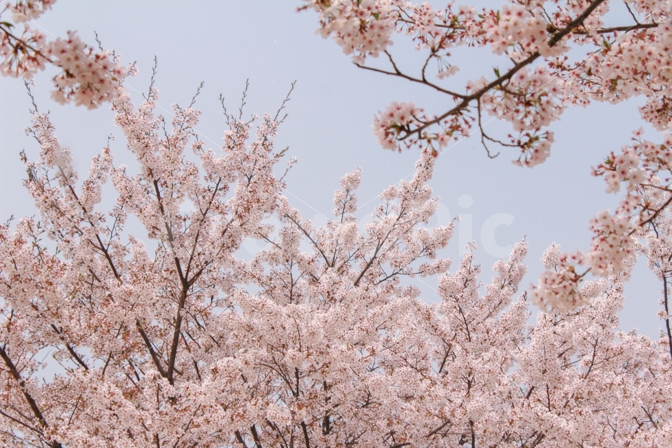 벚꽃,꽃,flower,spring,봄,계절,분홍,pink,cherryblossom,하늘,나무,배경화면,데이트,소풍,봄소풍,나들이,봄,계절,spring,season,식물,자연,plants,nature,꽃,flower,나무,trees,wood,감성,sensible,feeling,plant,cherry blossom,blossom