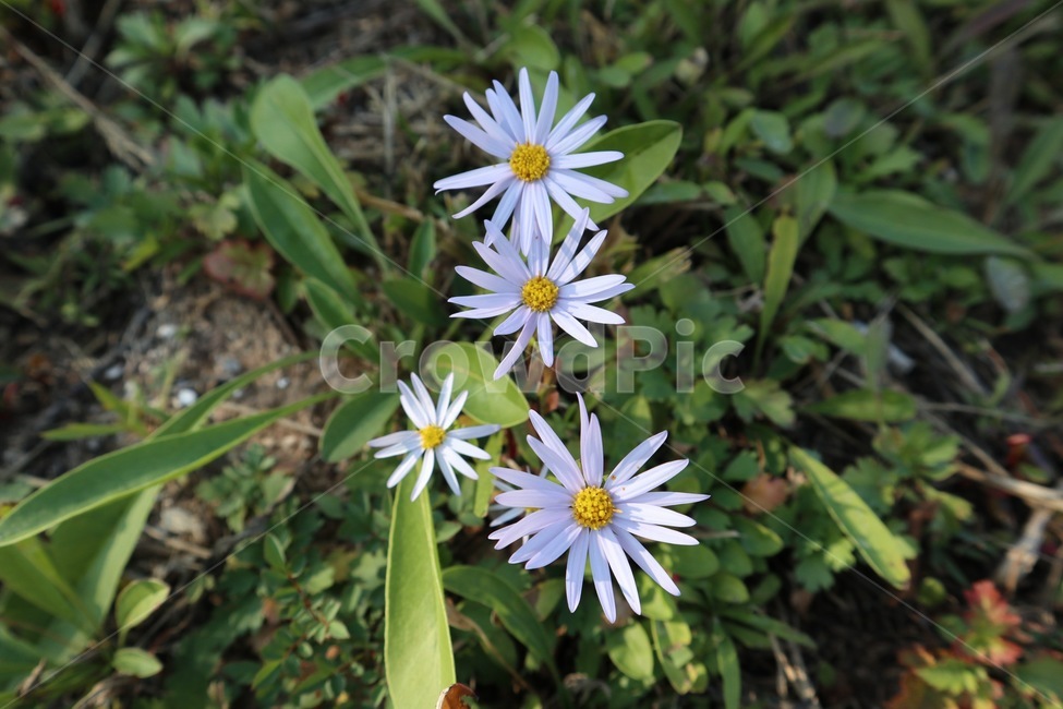 plant,식물,flower,꽃,blossom,식물,자연,plants,nature,꽃,flower