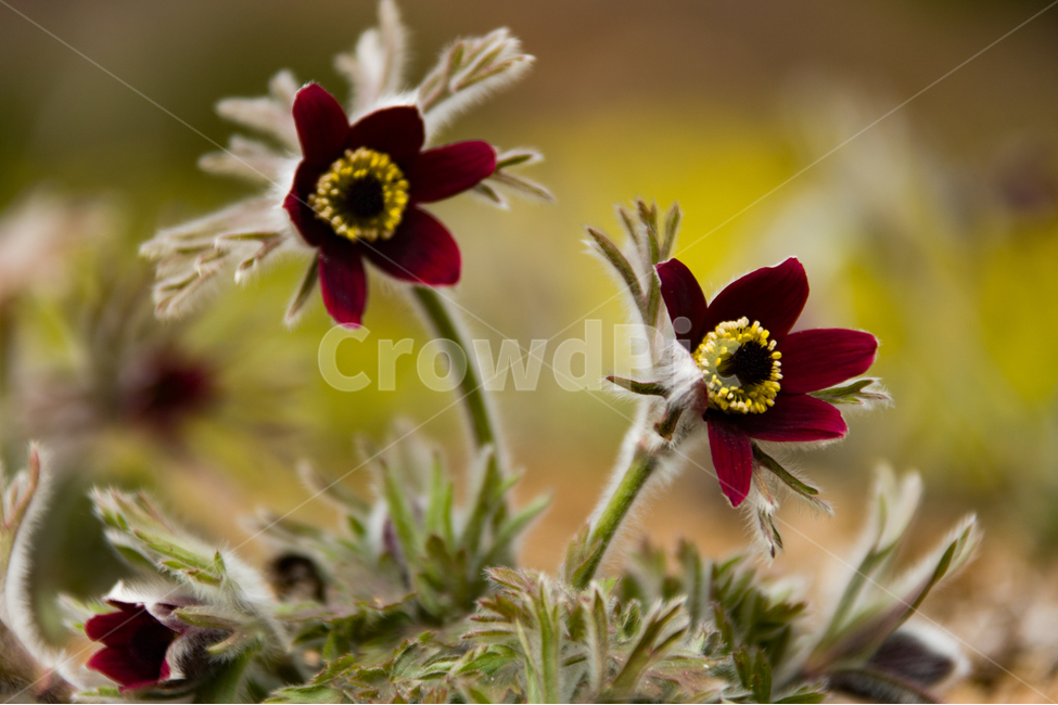 봄,꽃,할미꽃,자연,붉은색,봄,계절,spring,season,식물,자연,plants,nature,꽃,flower,plant