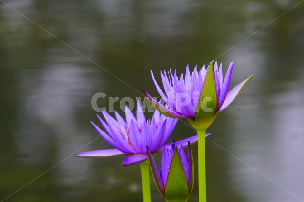 plant,식물,flower,꽃,연꽃,식물,자연,plants,nature,꽃,flower