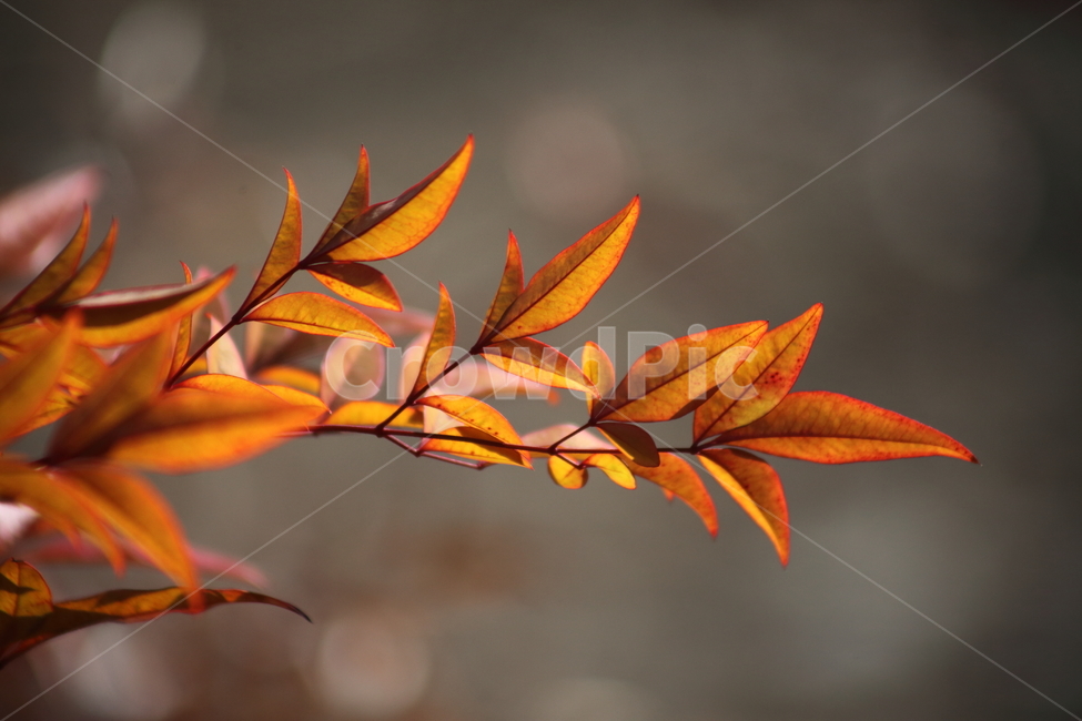단풍,잎,식물,가을,redleaves,남천,nandina,가을,계절,fall,autumn,season,식물,자연,plants,nature,plant,leaf,tree,나무
