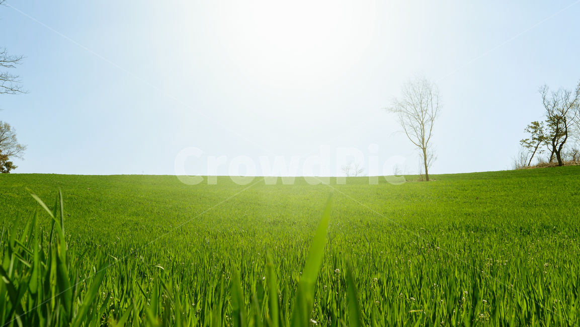 nature,자연,들,grassland,field