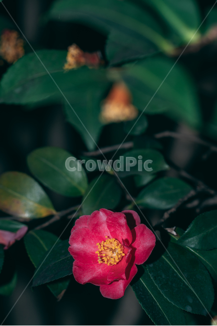 동백꽃,꽃,동백,동백나무,봄꽃,빨강,초록,빛,식물,자연,plants,nature,flower,bloom,배경화면,식물,자연,plants,nature,꽃,flower