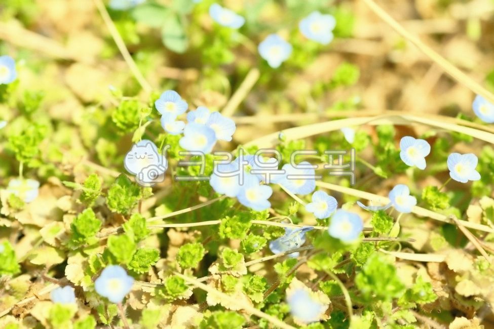 싹,새싹,봄싹,봄새싹,새순,근접,접사,보케,야생화,자연,plants,nature,감성,flower,blossom,잎,식물,잎사귀,봄,계절,아웃포커싱,배경흐림,꽃