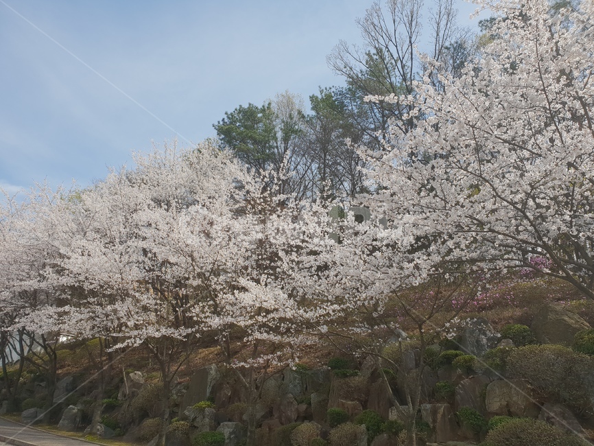 벚꽃,봄,봄하늘,cherryblossom,spring,sakura