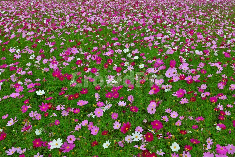 plant,식물,purple,보라색,petal,꽃잎,blossom,flower,꽃,코스모스,코스모스꽃,꽃밭,코스모스꽃밭,가을,계절