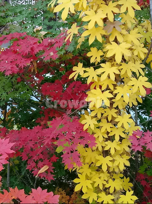 단풍,단풍잎,단풍나무,가을,leaf,잎,plant,식물,tree,나무,계절,fallautumnseason,outdoors,옥외,자연풍경,naturelandscape,낙엽,가을,계절,fall,autumn,season,식물,자연,plants,nature,maple