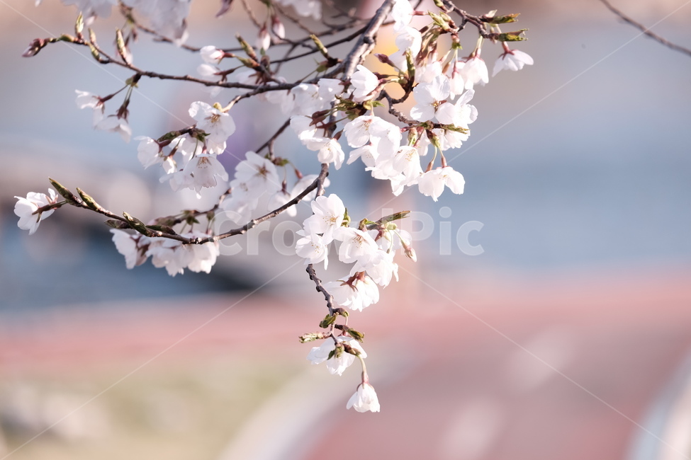 벚꽃,봄꽃,cherryblossom,flower,spring,봄하늘,하늘,봄,계절,spring,season,식물,자연,plants,nature,꽃,flower,plant