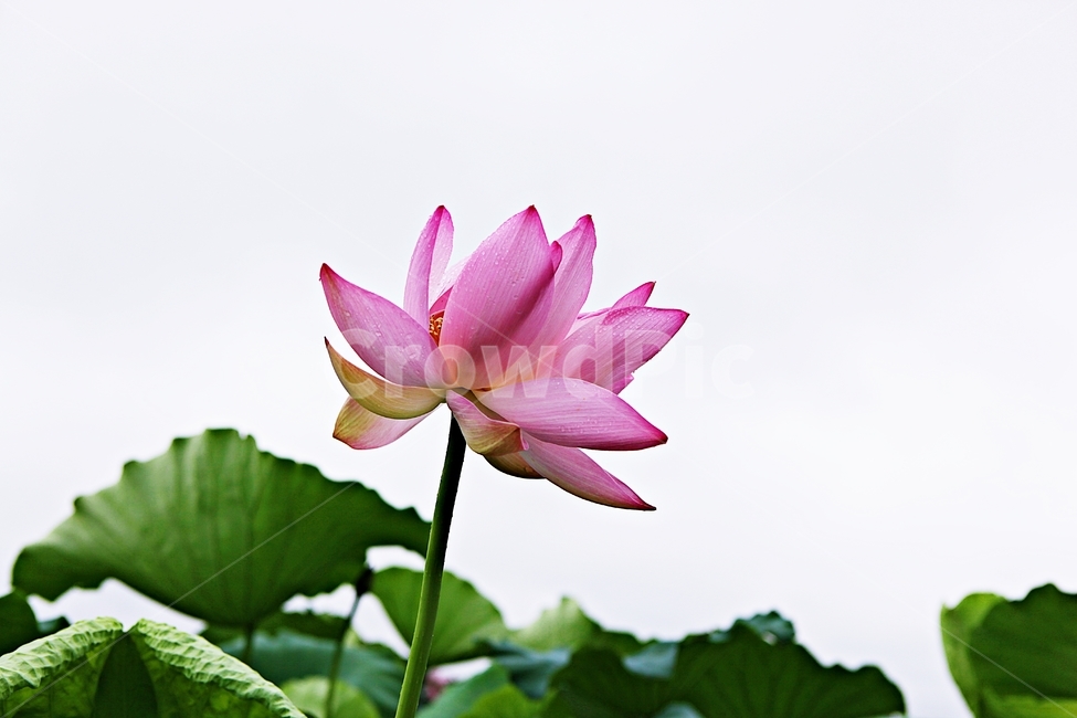 연꽃,꽃,연잎,관곡지,연근,생태