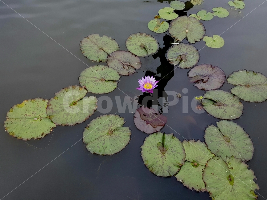 수련,연잎,식물,보라,연못,식물,자연,plants,nature,꽃,flower