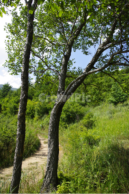 tree,나무,plant,식물,초록,자연,자연,풍경,nature,landscape