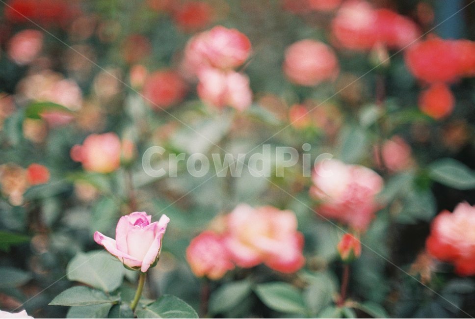장미,꽃,장미축제,안양,서울공원,감성,감성사진,필름,필름사진,flower,rose,leaf,film