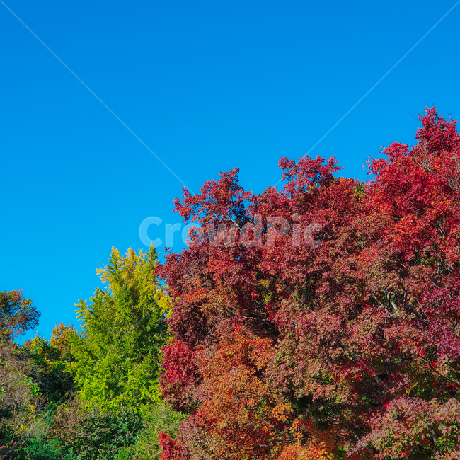 tree,나무,단풍,maple,단풍나무,파란하늘,구름없는하늘